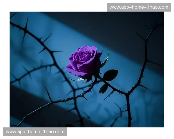 玫瑰与荆棘的碰撞：赫尔城与伯恩利，英格兰足球的坚韧史诗